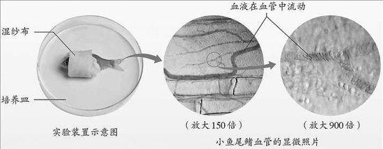 人教版新教材“新”在哪儿 (http://www.cstr.net.cn/) 教育 第3张