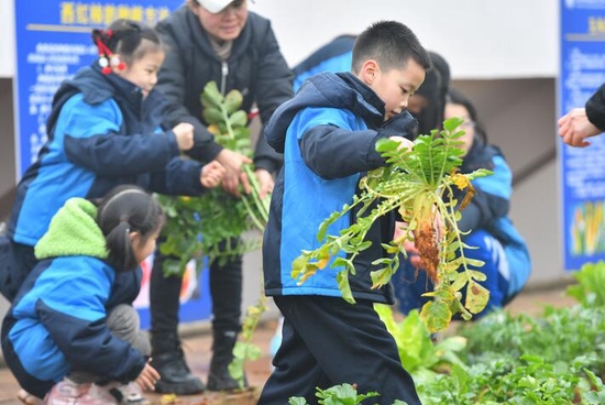 2022年1月18日，学生在长沙周南望城学校的“屋顶农场”采摘蔬菜。新华社记者 陈泽国 摄