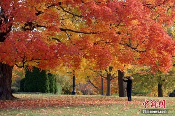 资料图：金秋时节加拿大各地正迎来赏枫季。图为10月15日，加拿大首都渥太华，游人在总督府内欣赏秋日景色。中新社记者 余瑞冬 摄