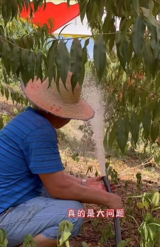 秦兵抽水灌溉自家果园。 视频截图