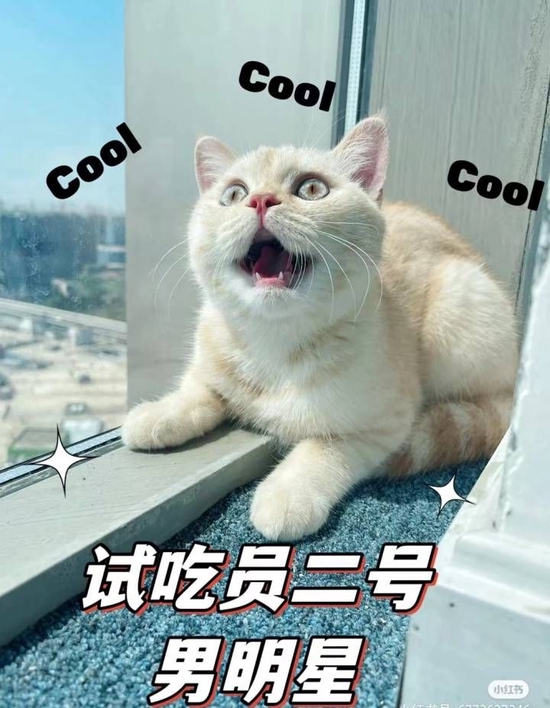 猫猫是刘慧发小红书的主要内容
