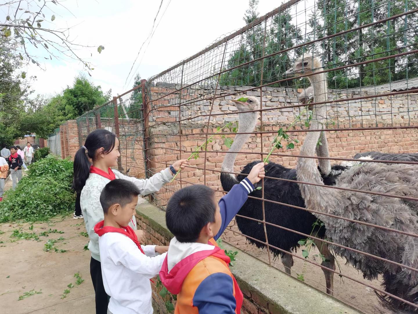 明德小学特种养殖区有很多动物，学生们在喂鸵鸟食物。受访者供图